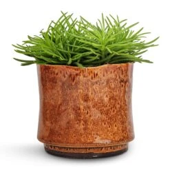 Nolan Plant Pot - Caramel 25 Nolan Plant Pot - Caramel -Plants Sale Store Senecio Himalaya Himalaya Groundsel 12x20cm Nolan Plant Pot Caramel 14x12cm
