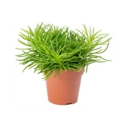 Senecio Himalaya - Himalaya Groundsel -Plants Sale Store Senecio Himalaya Himalaya Groundsel