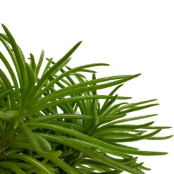 Senecio Himalaya - Himalaya Groundsel -Plants Sale Store Senecio Himalaya Himalaya Groundsel DETAIL