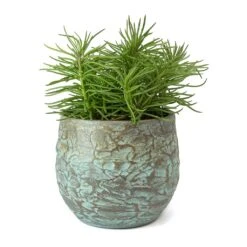 Senecio Himalaya - Himalaya Groundsel -Plants Sale Store Senecio Himalaya Himalaya Groundsel Evi Plant Pot Antique Bronze