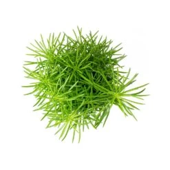 Senecio Himalaya - Himalaya Groundsel -Plants Sale Store Senecio Himalaya Himalaya Groundsel Top