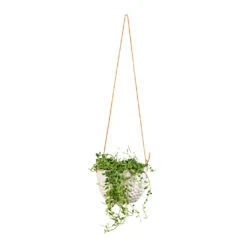 Senecio Herreianus - String Of Beads -Plants Sale Store Senecio herreianus String of Beads 12x20cm Dot Hanging Indoor Pot 14x10cm