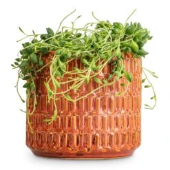 Senecio Herreianus - String Of Beads -Plants Sale Store Senecio herreianus String of Beads 12x20cm Flor Plant Pot Orange 14x12cm a658214b b85f 40ef 90ab 87b9c93d85d7