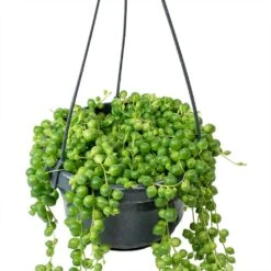 Senecio Rowleyanus - String Of Pearls -Plants Sale Store Senecio rowleyanus String of Beads Stems