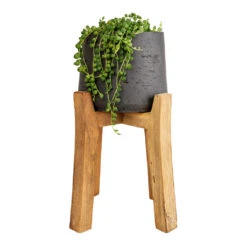 Senecio Rowleyanus - String Of Pearls -Plants Sale Store Senecio rowleyanus String of Pearls 12x20cm Patt Plant Pot Tall Stand Black Washed 23x34cm