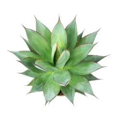 Agave Shaka Zulu -Plants Sale Store Shaka Zulu Agave Leaves
