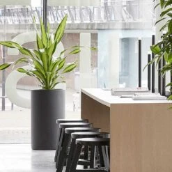 Solid Cylinder Planter - Dark Grey -Plants Sale Store Solid Cylinder Planter Dark Grey 3