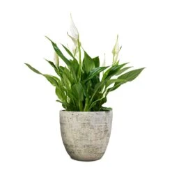 Spathiphyllum Bellini - Peace Lily -Plants Sale Store Spathiphyllum Bellini Peace Lily 13x40cm Anne Plant Pot White Earth 16x15cm