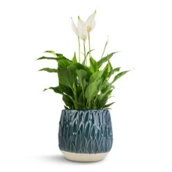 Arles Leaf Plant Pot - Teal -Plants Sale Store Spathiphyllum Bellini Peace Lily 13x40cm Arles Leaf Plant Pot Teal 17x17cm