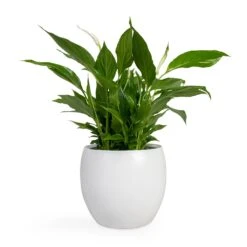 Spathiphyllum Bellini - Peace Lily -Plants Sale Store Spathiphyllum Bellini Peace Lily 13x40cm Cresta Plant Pot Pure White 19x16cm