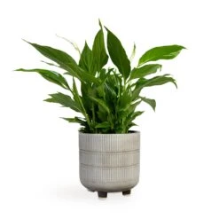 Spathiphyllum Bellini - Peace Lily -Plants Sale Store Spathiphyllum Bellini Peace Lily 13x40cm Denise Plant Pot Off White 17x17cm