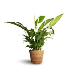 Spathiphyllum Bellini - Peace Lily -Plants Sale Store Spathiphyllum Bellini Peace Lily 13x40cm Igmar Plant Basket Natural 15x12cm e38284c0 312d 4468 9b9c f46982abe0d9