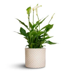 Lazzaro Plant Pot - Taupe Garland -Plants Sale Store Spathiphyllum Bellini Peace Lily 13x40cm Lazzaro Plant Pot Taupe Garland 15x13cm