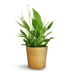 Spathiphyllum Bellini - Peace Lily -Plants Sale Store Spathiphyllum Bellini Peace Lily 13x40cm Mini Bucket Plant Pot Metallic Gold 16x15cm