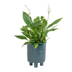Pisa Plant Pot - Emerald 13 Pisa Plant Pot - Emerald -Plants Sale Store Spathiphyllum Bellini Peace Lily 13x40cm Pisa Plant Pot Emerald 20x24cm
