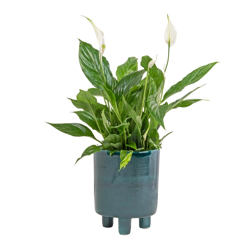 Pisa Plant Pot - Emerald 7 Pisa Plant Pot - Emerald - Image 5