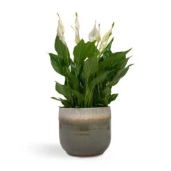 Spathiphyllum Bellini - Peace Lily -Plants Sale Store Spathiphyllum Bellini Peace Lily 13x40cm Tarra Plant Pot Forest 17x15cm