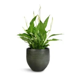 Spathiphyllum Bellini - Peace Lily -Plants Sale Store Spathiphyllum Bellini Peace Lily 13x40cm Zembla Plant Pot Green 18x16cm