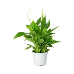 Spathiphyllum Bellini - Peace Lily -Plants Sale Store Spathiphyllum Bellini Peace Lily