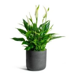 Spathiphyllum Bellini - Peace Lily -Plants Sale Store Spathiphyllum Bellini Peace Lily Charlie Plant Pot Black Washed