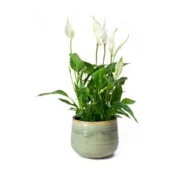Spathiphyllum Bellini - Peace Lily -Plants Sale Store Spathiphyllum Bellini Peace Lily Iris Plant Pot