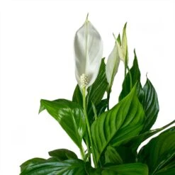 Spathiphyllum Bellini - Peace Lily -Plants Sale Store Spathiphyllum Bellini Peace Lily Leaves