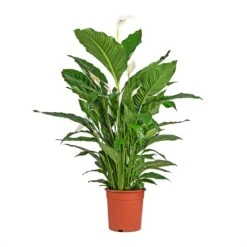 Spathiphyllum Sebastiano - Peace Lily -Plants Sale Store Spathiphyllum Sebastiano Peace Lily