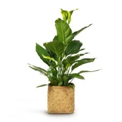 Kobe Bamboo Planter 20 Kobe Bamboo Planter -Plants Sale Store Spathiphyllum Sebastiano Peace Lily 24x110cm Kobe Bamboo Planter 30x30x31cm 9994420a 7b7b 4587 a7cf b997cd5af6a4
