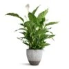 Spathiphyllum Sebastiano - Peace Lily -Plants Sale Store Spathiphyllum Sebastiano Peace Lily Jesslyn Plant Pot Ridged White Stripe 33x29cm