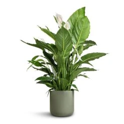 Spathiphyllum Sebastiano - Peace Lily -Plants Sale Store Spathiphyllum Sebastiano Peace Lily Lisbon Plant Pot Sage 26x26cm