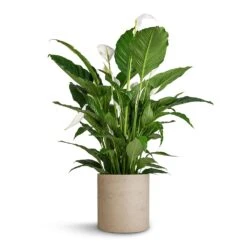 Max Plant Pot - Grey Washed -Plants Sale Store Spathiphyllum Sebastiano Peace Lily Max Plant Pot Grey Washed 30x30cm 35d78735 c772 4f21 906c 44c88db9a9ff