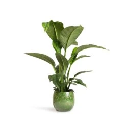 Aimee Plant Pot - Pear 23 Aimee Plant Pot - Pear -Plants Sale Store Spathiphyllum Sensation Peace Lily 24x110cm Aimee Plant Pot Pear 33x28cm 984466bd b8dc 401a 94e1 3af83a1e6d91