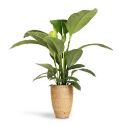 Ben Plant Pot - Straw Grass -Plants Sale Store Spathiphyllum Sensation Peace Lily 24x110cm Ben Plant Pot Straw Grass 30x41cm 5f0fdcae 3f42 4b6b 956e fd7ac8aac95b