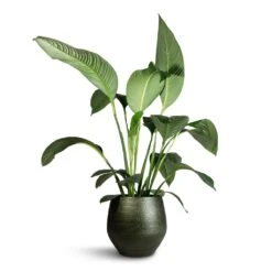 Noor Plant Pot - Velvet Green -Plants Sale Store Spathiphyllum Sensation Peace Lily 24x120cm Noor Plant Pot Velvet Green 36x36cm af25956f 6811 45f4 8918 40fcc990cdb6