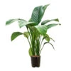 Spathiphyllum Sensation - Peace Lily - HydroCare -Plants Sale Store Spathiphyllum Sensation Peace Lily HydroCare 18 19x70cm
