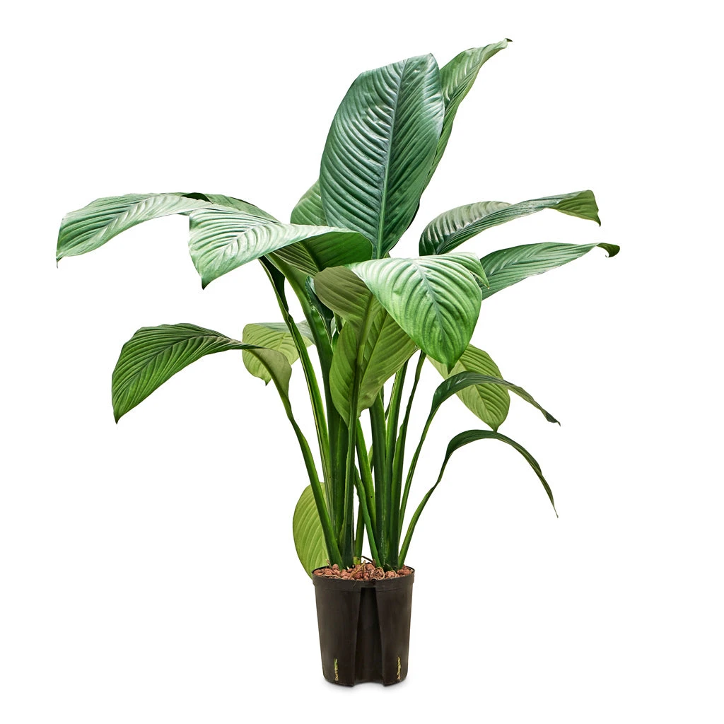 Spathiphyllum Sensation - Peace Lily - HydroCare 3 Spathiphyllum Sensation - Peace Lily - HydroCare