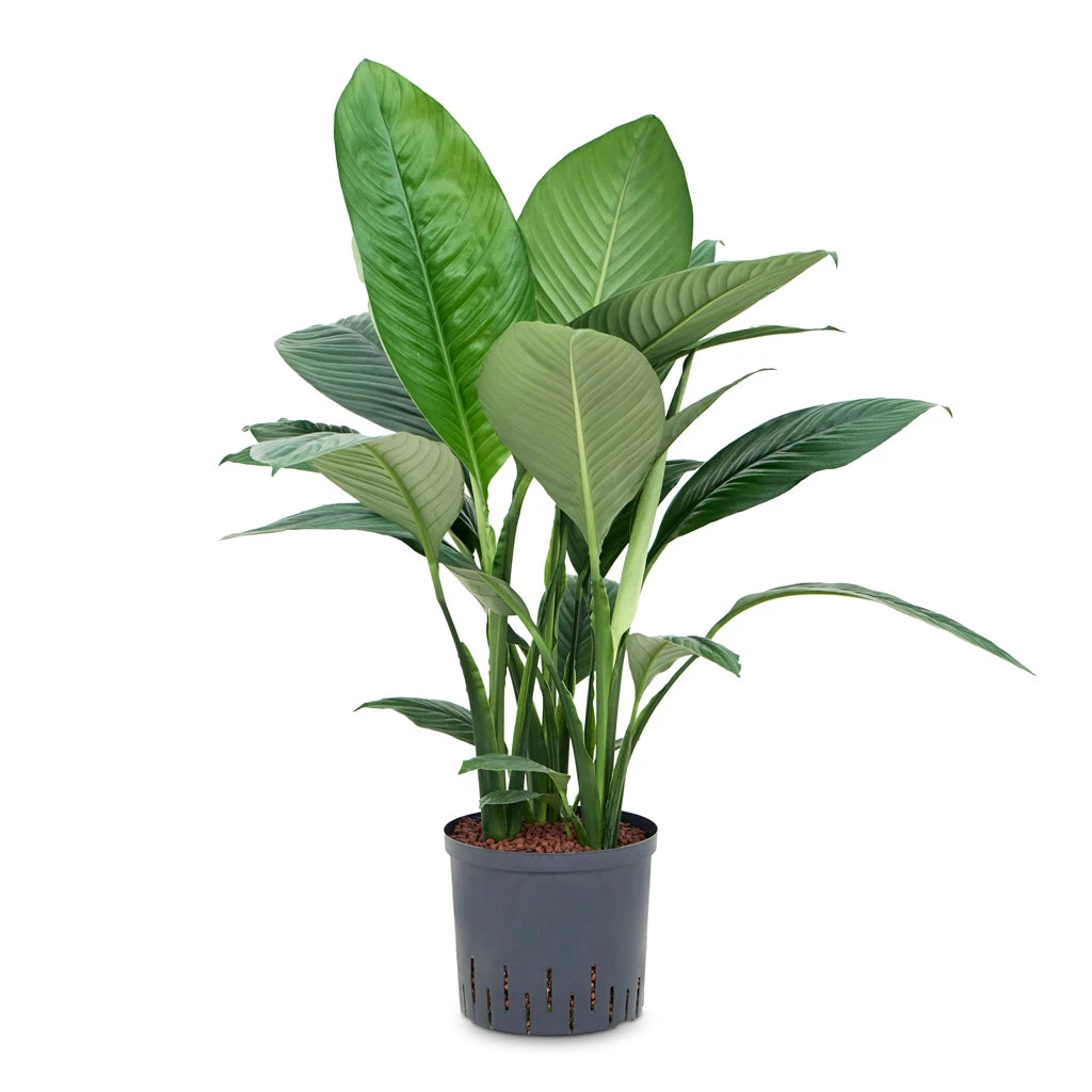 Spathiphyllum Sensation - Peace Lily - HydroCare 5 Spathiphyllum Sensation - Peace Lily - HydroCare - Image 3