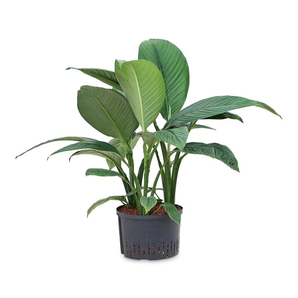 Spathiphyllum Sensation - Peace Lily - HydroCare 7 Spathiphyllum Sensation - Peace Lily - HydroCare - Image 5