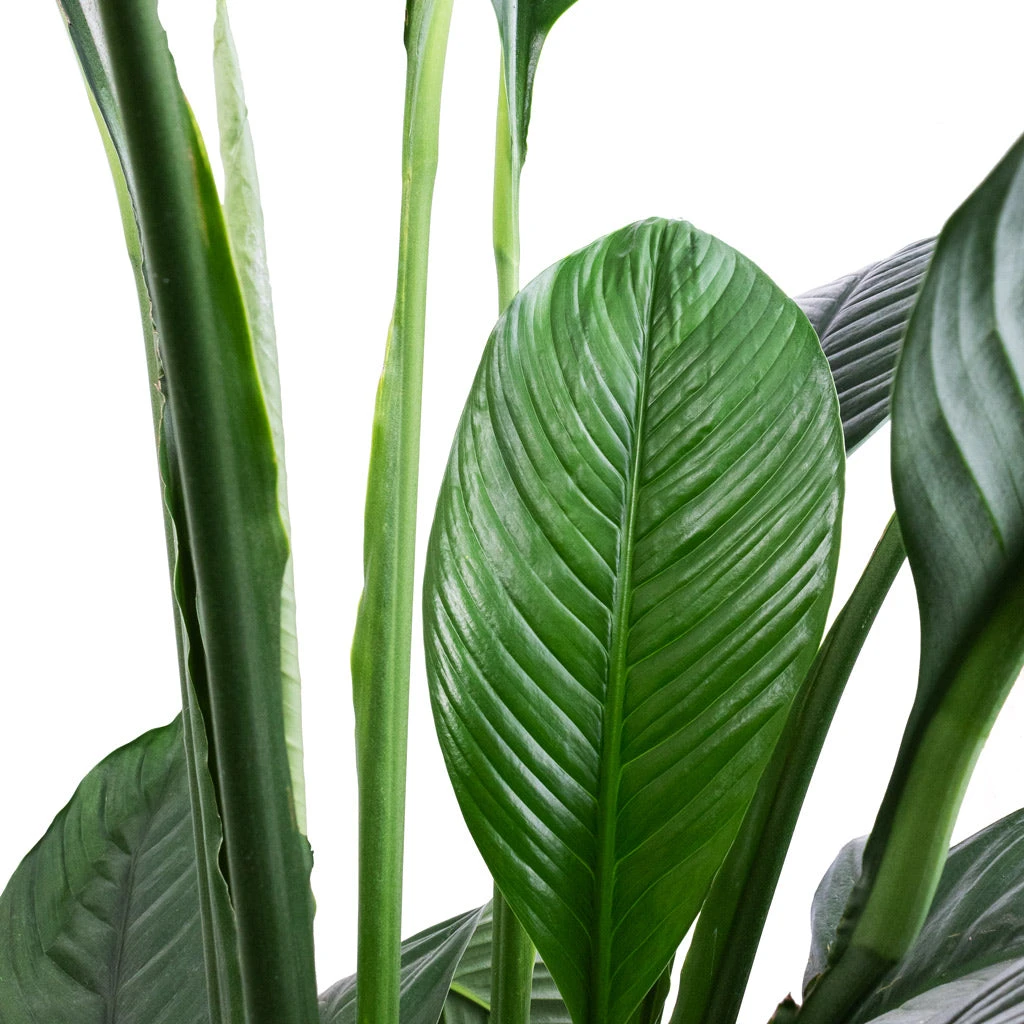 Spathiphyllum Sensation - Peace Lily - HydroCare 4 Spathiphyllum Sensation - Peace Lily - HydroCare - Image 2