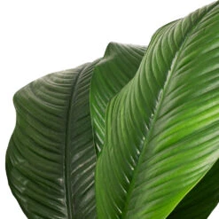 Spathiphyllum Sensation - Peace Lily - HydroCare 12 Spathiphyllum Sensation - Peace Lily - HydroCare -Plants Sale Store Spathiphyllum Sensation Peace Lily SWATCH ef374356 8e41 4d2a 976a 4be4ba6cd963