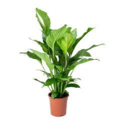 Spathiphyllum Sweet Lauretta - Peace Lily -Plants Sale Store Spathiphyllum Sweet Lauretta Peace Lily