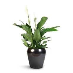Spathiphyllum Sweet Lauretta - Peace Lily -Plants Sale Store Spathiphyllum Sweet Lauretta Peace Lily 24x90cm Amora Plant Pot Black Gold 32x32cm