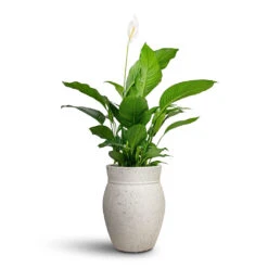 Spathiphyllum Sweet Lauretta - Peace Lily -Plants Sale Store Spathiphyllum Sweet Lauretta Peace Lily 24x90cm Apollo Mediterranean Planter Chalk White 38.5x47cm 1