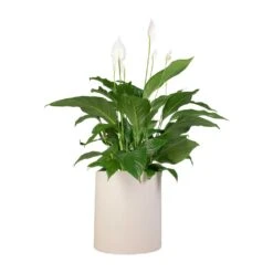 Spathiphyllum Sweet Lauretta - Peace Lily -Plants Sale Store Spathiphyllum Sweet Lauretta Peace Lily 24x90cm Max Refined Planter Natural White 29x29.5cm