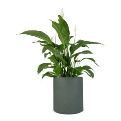 Spathiphyllum Sweet Lauretta - Peace Lily -Plants Sale Store Spathiphyllum Sweet Lauretta Peace Lily 24x90cm Max Refined Planter Pine Green 29x29.5cm