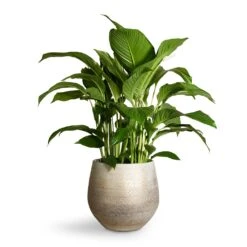 Noor Plant Pot - Metallic Grey -Plants Sale Store Spathiphyllum Sweet Lauretta Peace Lily 24x90cm Noor Plant Pot Metallic Grey 32x30cm 2
