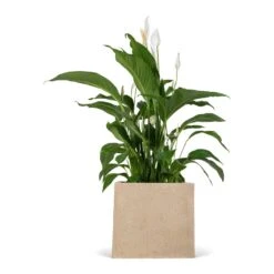 Raindrop Cube Planter - Stone -Plants Sale Store Spathiphyllum Sweet Lauretta Peace Lily 24x90cm Raindrop Cube Planter Stone 30x30x27cm 9676e8c7 85ca 4e31 9f7c dbced749a172