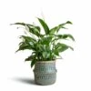 Spathiphyllum Sweet Lauretta - Peace Lily -Plants Sale Store Spathiphyllum Sweet Lauretta Peace Lily 24x90cm Seagrass Tribal Basket Teal Lined 30x25cm imageoptim