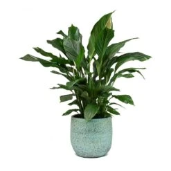 Spathiphyllum Sweet Lauretta - Peace Lily -Plants Sale Store Spathiphyllum Sweet Lauretta Peace Lily Evi Plant Pot Antique Bronze