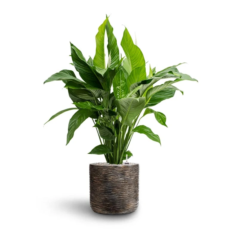 Luxe Lite Wrinkle Cylinder Planter - Bronze 15 Luxe Lite Wrinkle Cylinder Planter - Bronze - Image 13